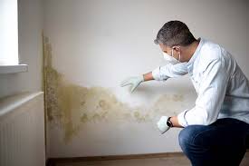 Best Black Mold Removal  in Munday, TX